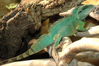 Wasseragame