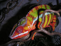 Pantherchamaelion